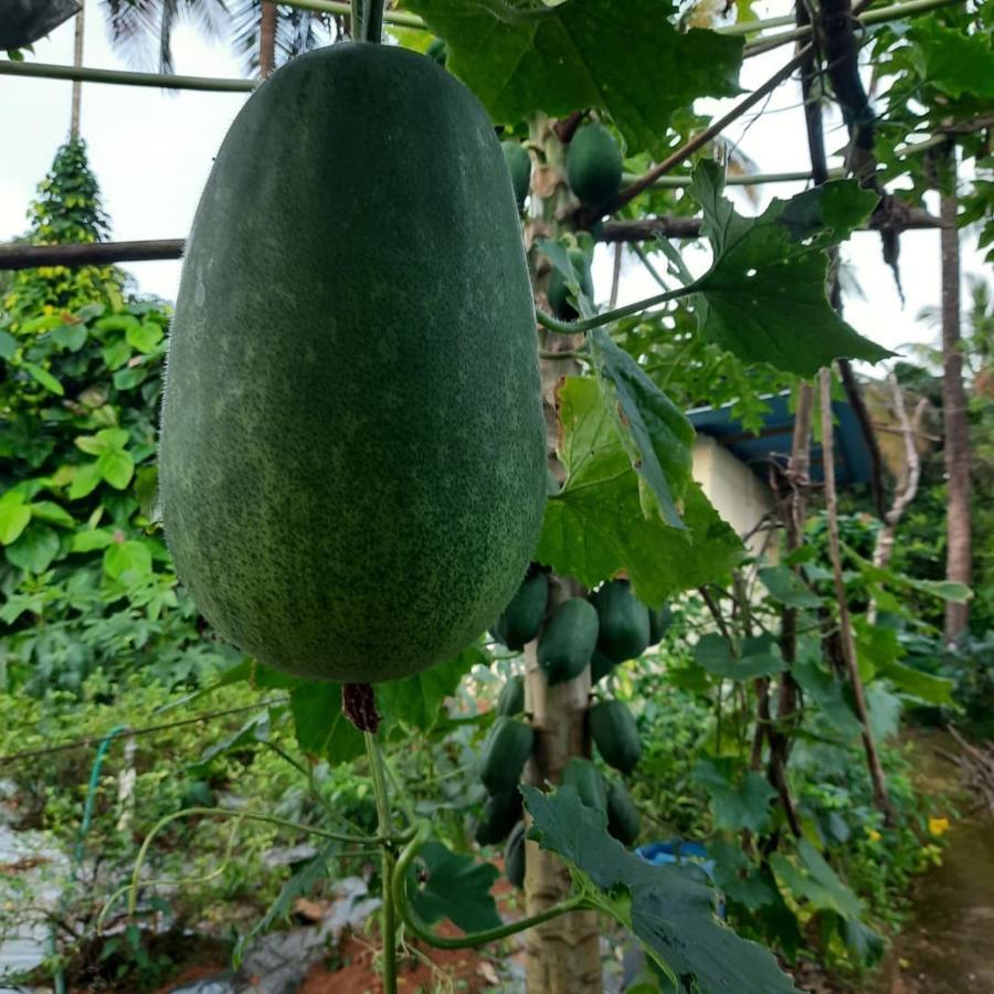 Jasmine Land Homestay Udupi Buitenkant foto